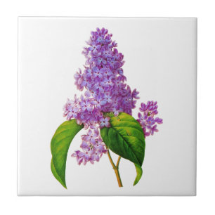 Azulejo Lilas de Redoute