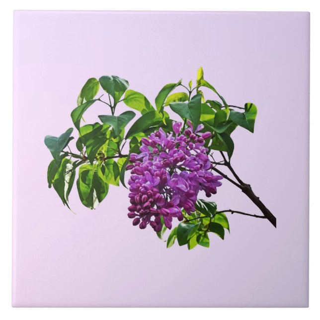 Azulejo Lilas que se abren (Frente)