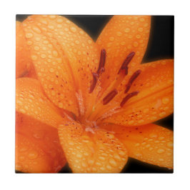 Azulejo Lilies asiáticos de tigres Naranjas besados por la
