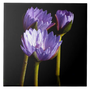 Azulejo Lilies de agua morada