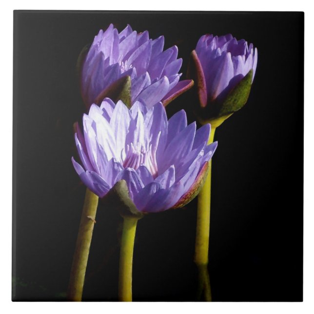 Azulejo Lilies de agua morada (Frente)
