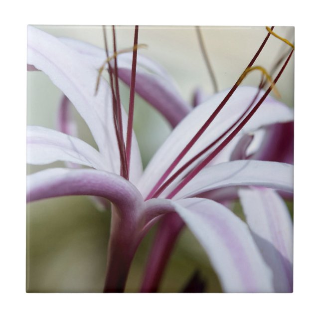 Azulejo Lily (Frente)