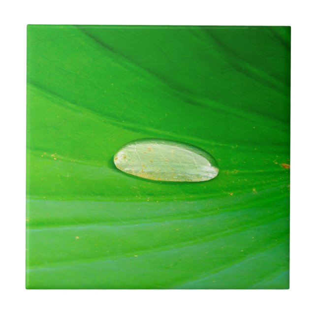 Azulejo Lily Pad Ceramic Tile (Frente)