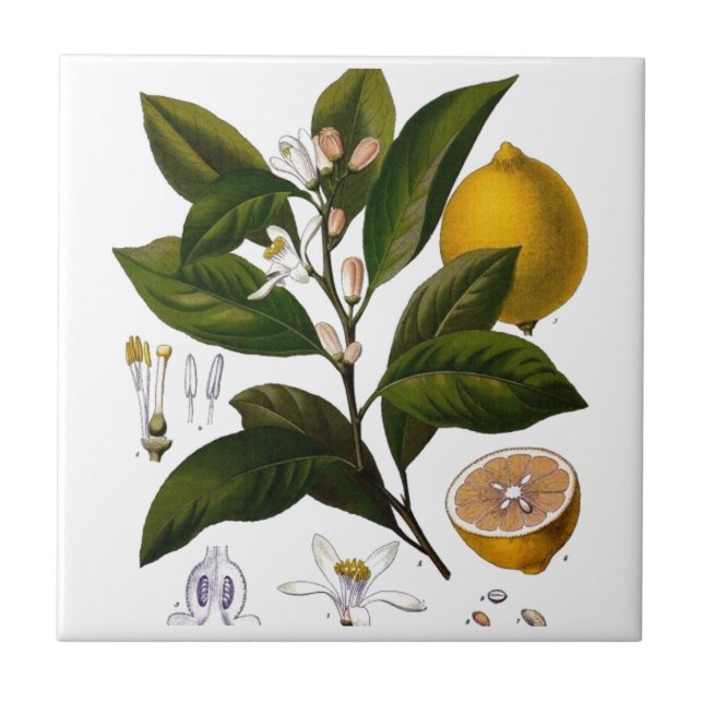 Azulejo Limón (Frente)
