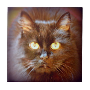 Azulejo lindo gato negro