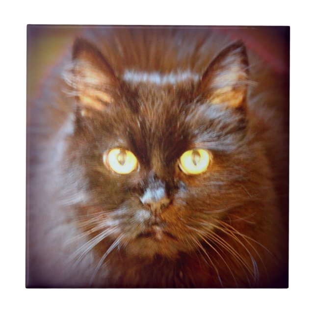 Azulejo lindo gato negro (Frente)