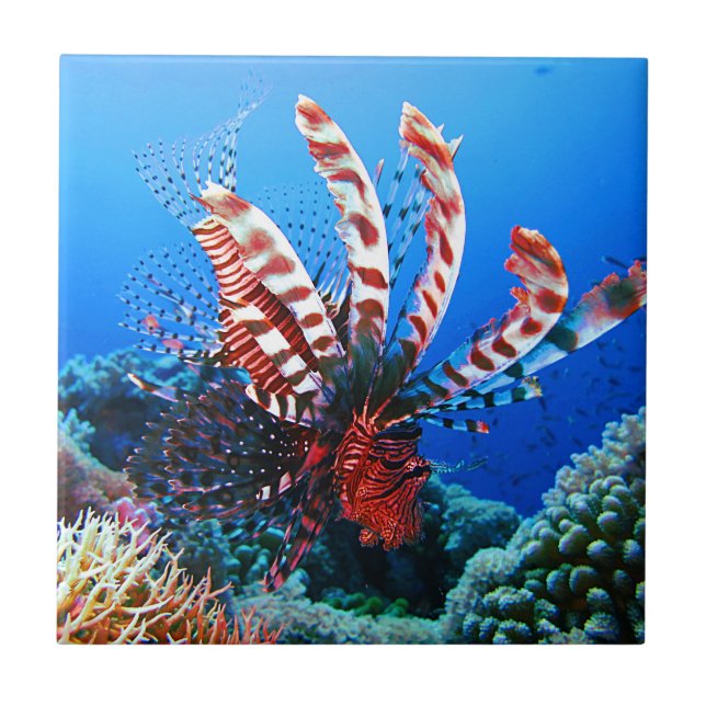 Azulejo Lionfish tropical hermoso (Frente)