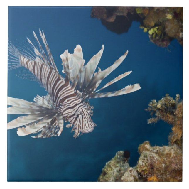 Azulejo Lionfish (volitans del Pterois) que nada encima (Frente)