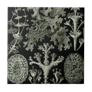 Azulejo Liquen por Ernst Haeckel, Plantas Naturales Antigu