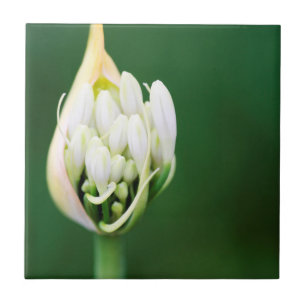 Azulejo Lirio Africano, Agapanthus Praecox, Ciudad del Cab