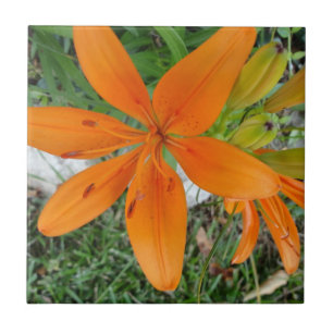 Azulejo Lirio anaranjado de Starburst