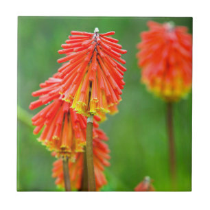 Azulejo Lirio antorcha (Kniphofia Uvaria), Cabo Occidental