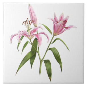 Azulejo Lirio Asiático Stargazer Rosa Arte Botánico