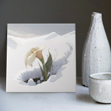 Lirio de Calla en la montaña cruzando la nieve