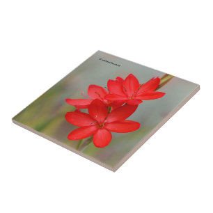 Azulejo Lirio de Kaffir / Lirio de río / Hesperantha Cocci