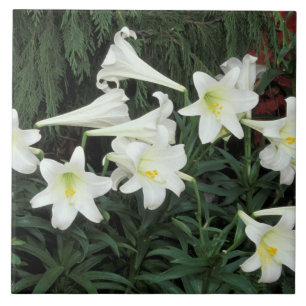 Azulejo Lirio de Pascua (Lilium regale)