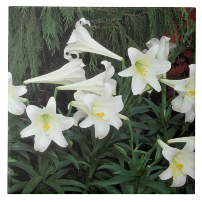 Azulejo Lirio de Pascua (Lilium regale) (Frente)