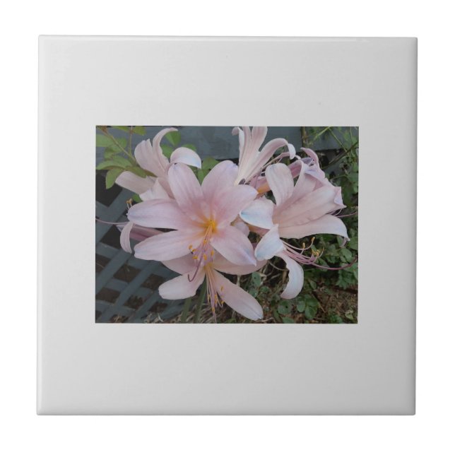 Azulejo Lirio de Resurrección (Frente)