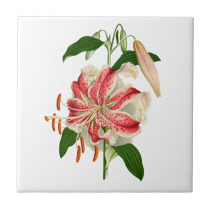 Azulejo Lirio de tigres blancos y rojos con hierbas N' ver