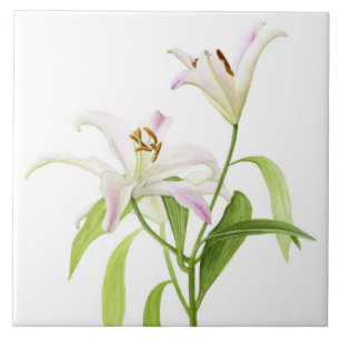 Azulejo Lirio del Stargazer