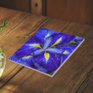 Azulejo Lirio Japonés Púrpura Floral