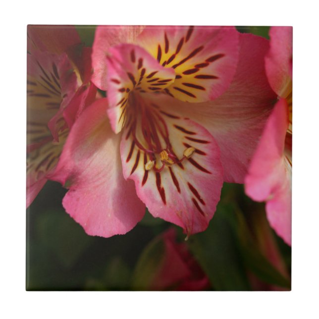Azulejo Lirio peruano (aurea del Alstroemeria) (Frente)