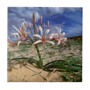 Azulejo Lirio Vlei (Nerine Laticoma) en Flor