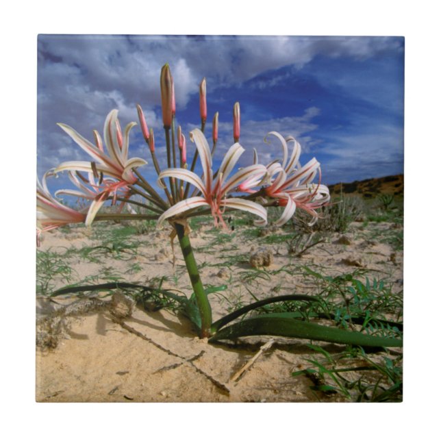 Azulejo Lirio Vlei (Nerine Laticoma) en Flor (Frente)