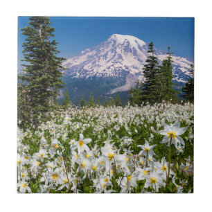 Azulejo Lirios de avalancha y Monte Rainier 2