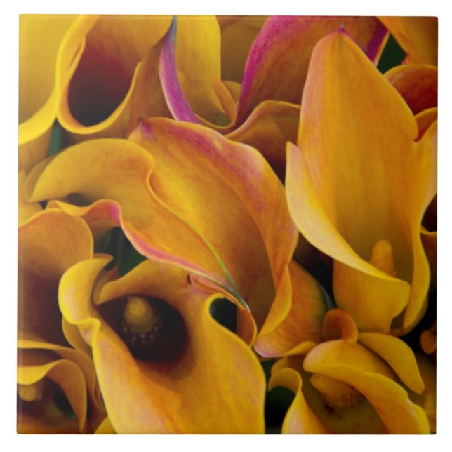 Azulejo Lirios de calla coloridos brillantes en el (Frente)
