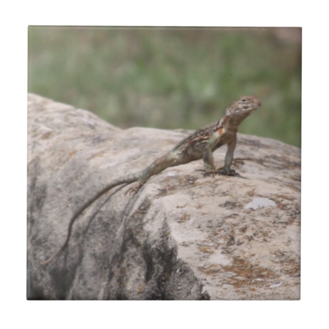 Azulejo Lizard (Frente)
