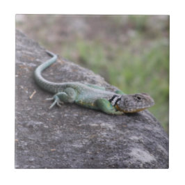 Azulejo Lizard