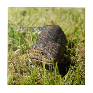 Azulejo Lizarras De Tonga Azul Arrojando En La Hierba,