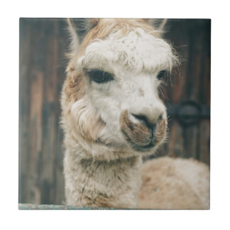 Azulejo Llama Cerrar