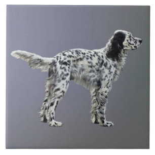 Azulejo LLewellin Setter