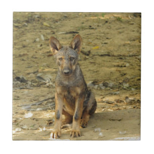 Azulejo Lobo Cría Adorable