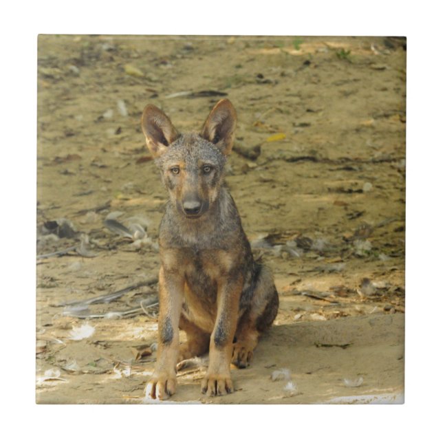 Azulejo Lobo Cría Adorable (Frente)