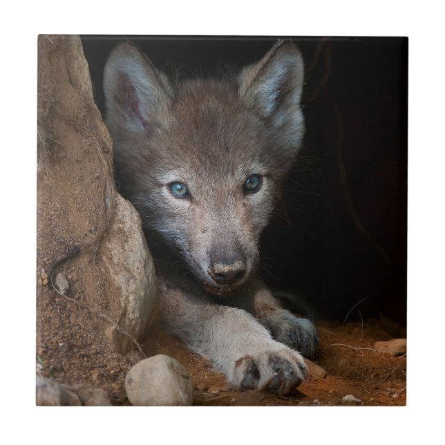 Azulejo Lobo de la Madera Oriental (Frente)