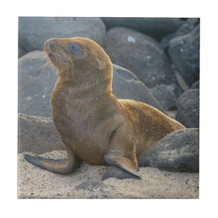 Azulejo Lobo Marino de Galápagos