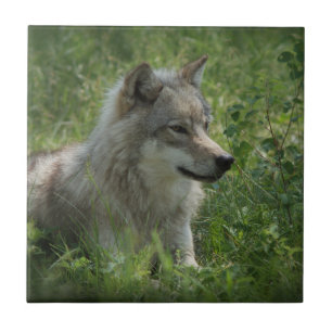 Azulejo Lone Wolf Gray Wolfs Gray Wolves Real Photo