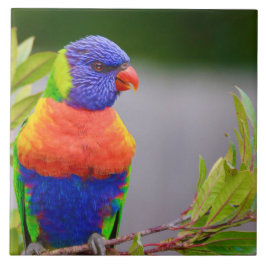 Azulejo Lorikeet Bird