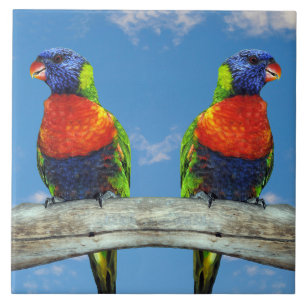 Azulejo Lorikeets arcoiris colgados en una rama
