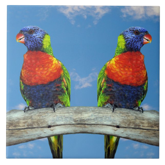 Azulejo Lorikeets arcoiris colgados en una rama (Frente)