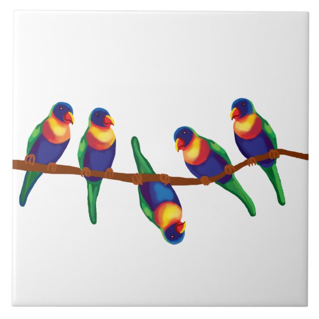 Azulejo Loriketeros del arcoiris australiano (Frente)