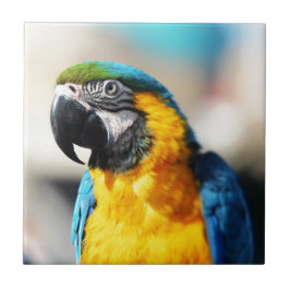 Azulejo loro