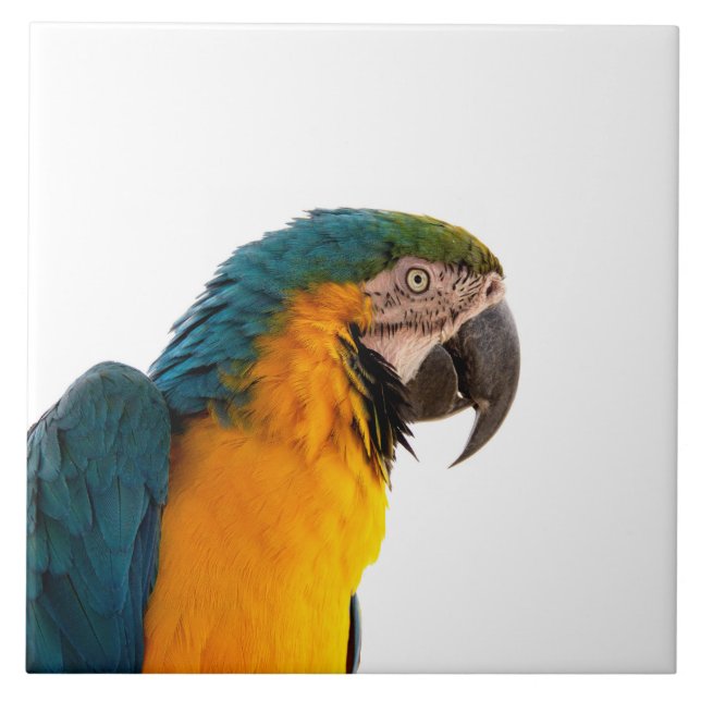 Azulejo Loro (Frente)