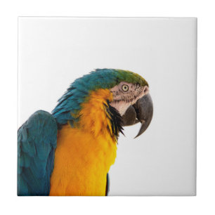 Azulejo Loro 