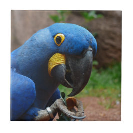 Azulejo loro blauaras