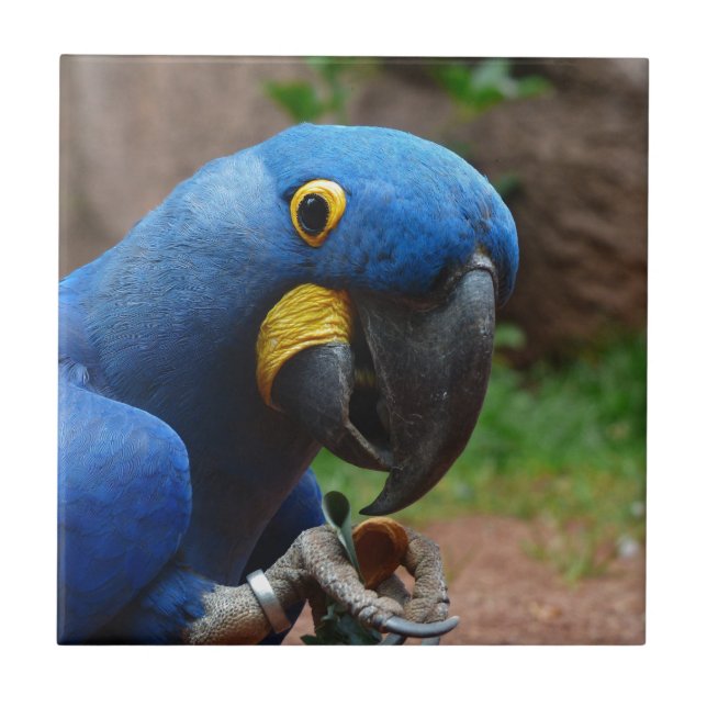 Azulejo loro blauaras (Frente)