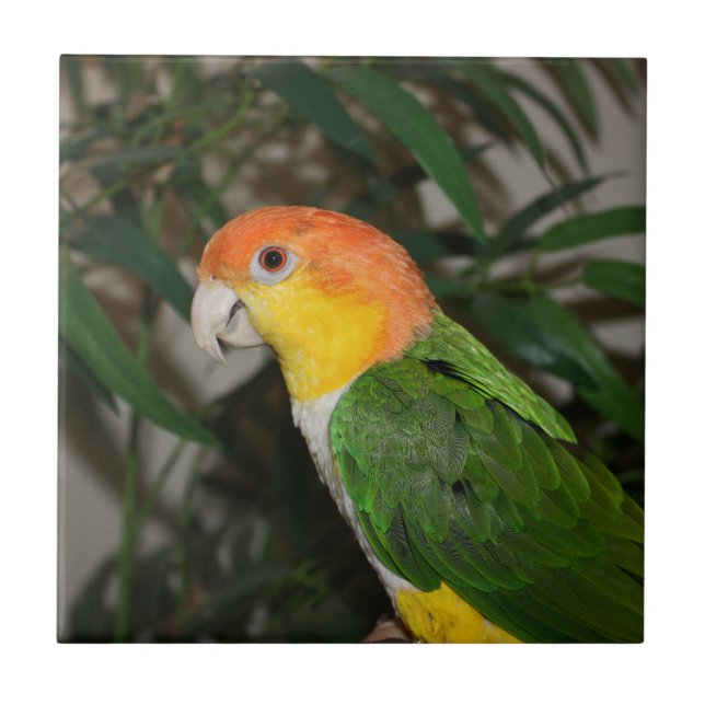 Azulejo Loro Caique blanco con vientre y árbol de bambú (Frente)